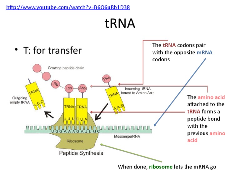 Understanding tRNA Function in Protein Synthesis | PDF