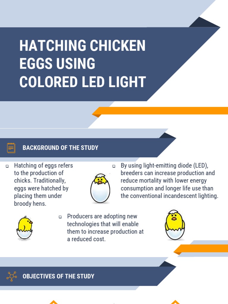 Hatching Chicken Eggs Using Colored Led Light | PDF | Chicken | Light ...