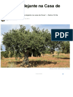 Oliveira Verdejante PDF