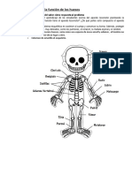 Conocemos La Función de Los Huesos