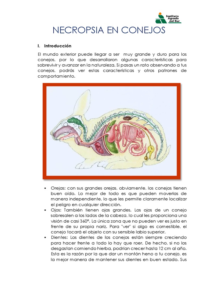 Necropsia en Conejos Autor Jean PDF Abdomen Corazón