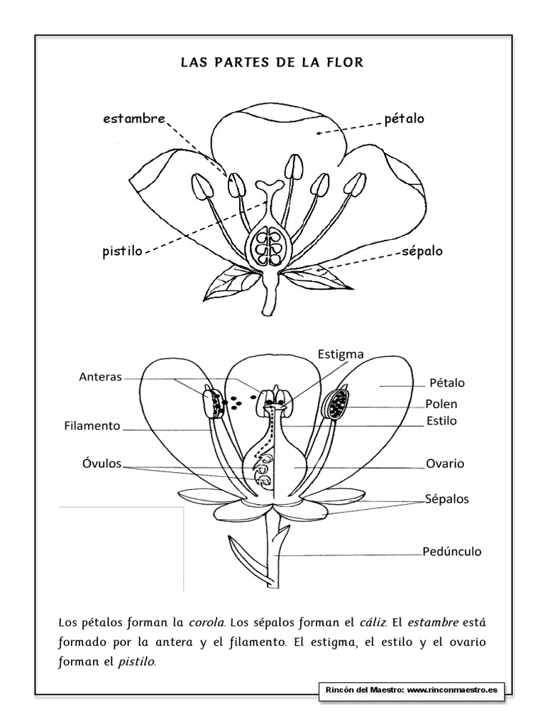 Partes de la Flor: Estambre y Pistilo | PDF | Flores | Polinización