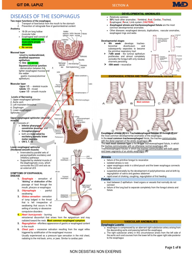 Diseases of The Esophagus DR Lapuz MCD | PDF | Esophagus ...