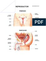 Aparato Reproductor