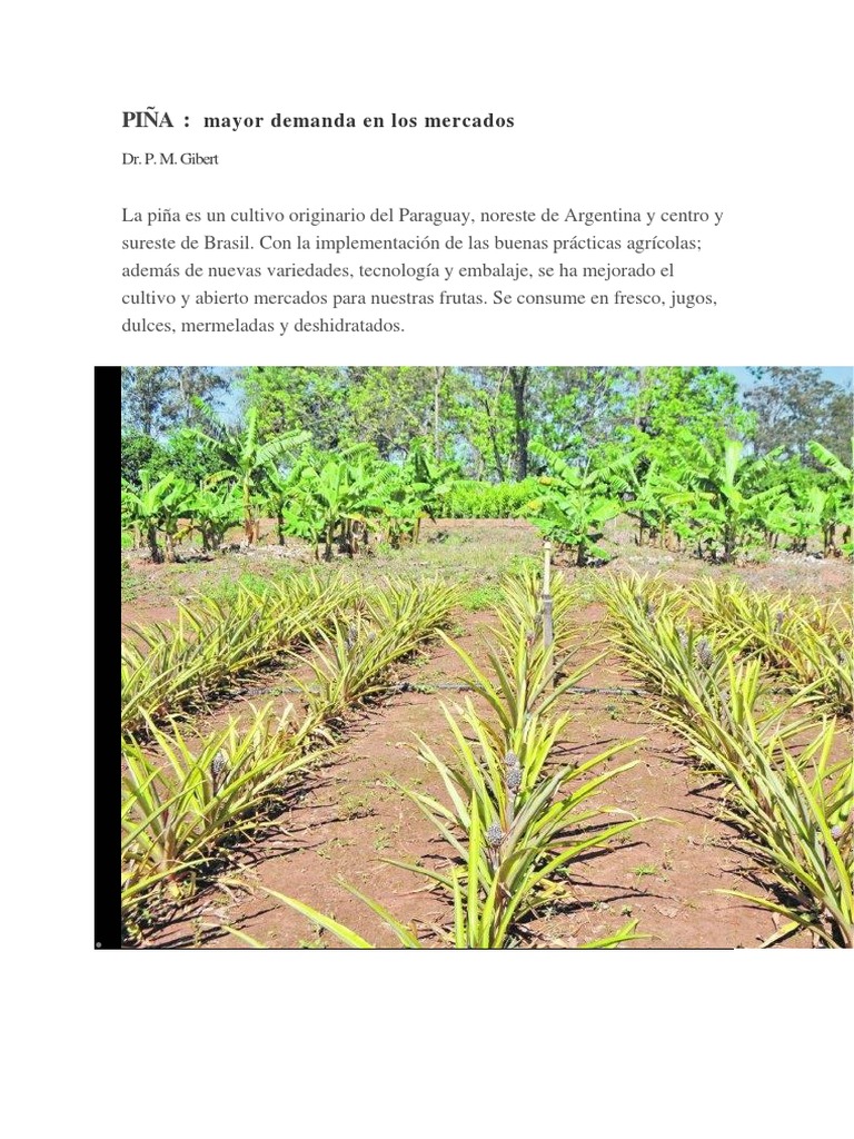 Cultivo y beneficios de la piña en Paraguay | PDF | Piña | Siembra