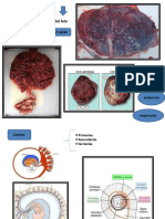 Anatomia