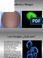 Hongos y Levaduras