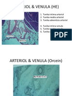 ARTERIOL & VENULA PPT.pptx