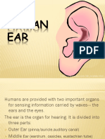 The Human Ear 