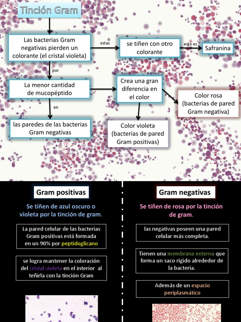 Diferencias entre bacterias Gram positivas y negativas | PDF ...