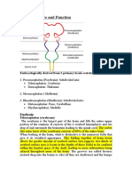 Brain Structure and Function: Embryologically Derived From 3 Primary Brain Vesicles