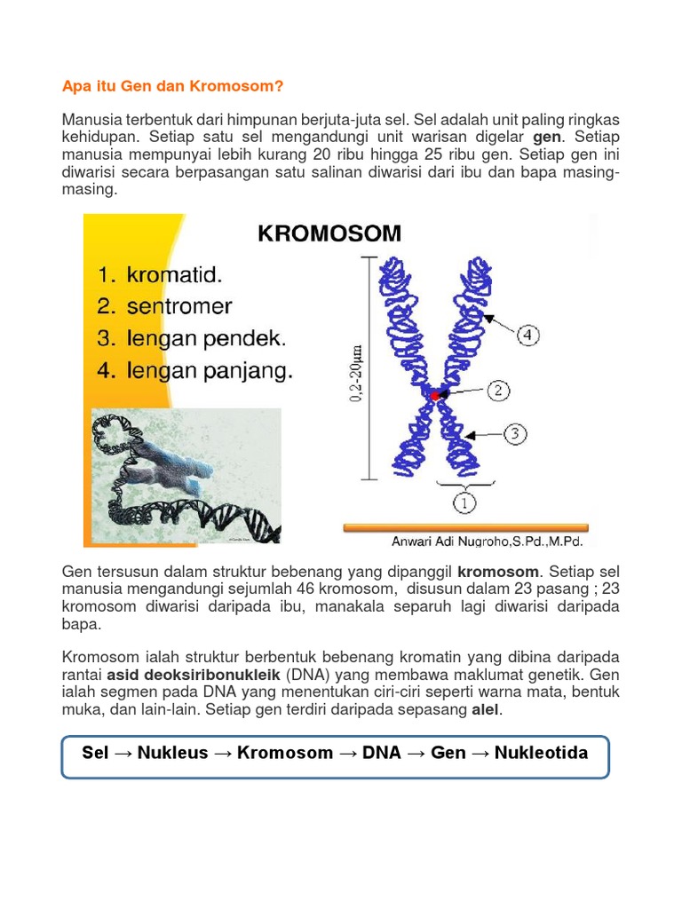 Gen Dan Kromosom | PDF