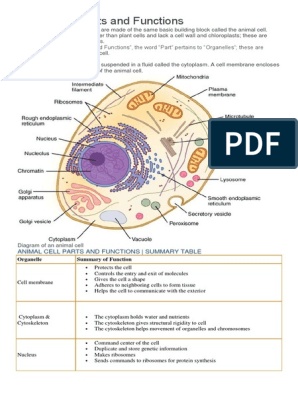 animal cell diagram and functions