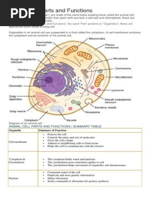 Animal Cell Parts And Functions Chart