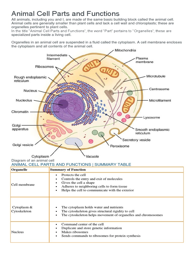 parts of an animal cell and their functions