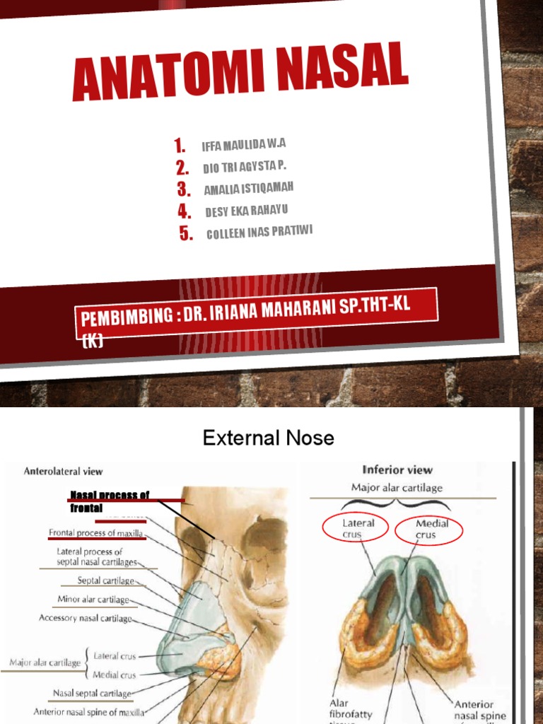 Anatomi dan Fisiologi Hidung Manusia | PDF