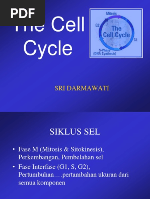 the cell cycle sri darmawati cell cycle apoptosis scribd