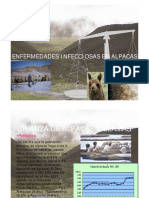Enfermedades infecciosas en alpacas.pdf