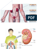 Clase Renal