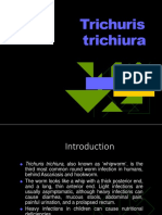 Trichuris Trichiuria