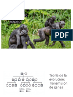 Homosexualidad en Bonobos