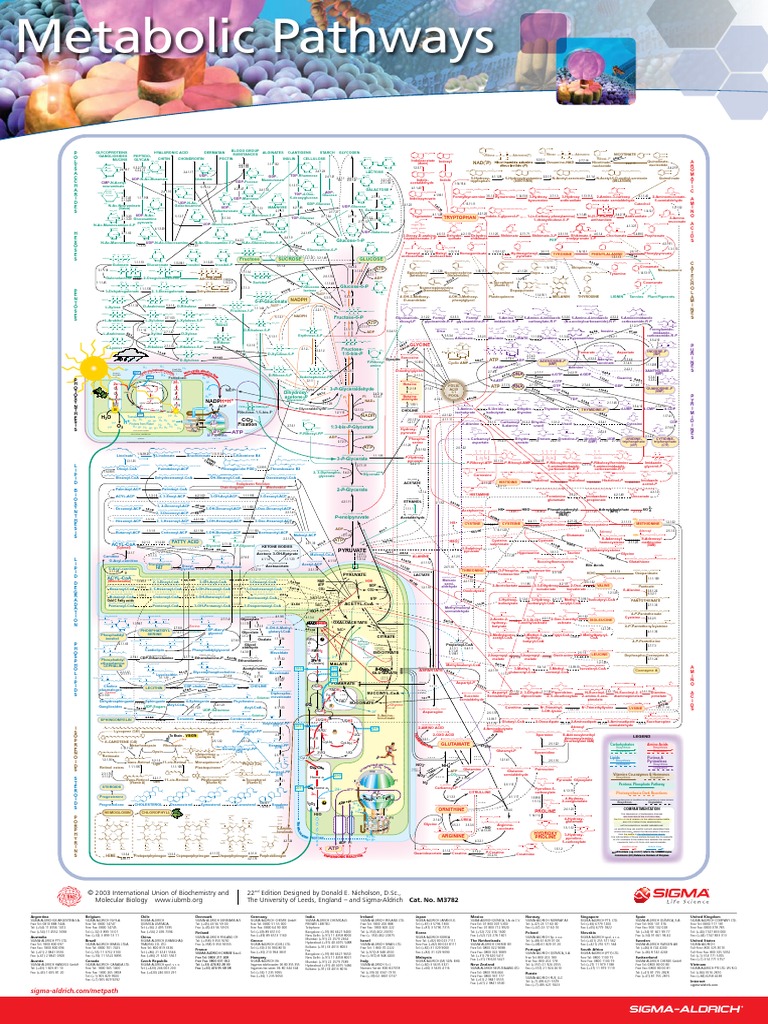 Metabolic Pathways Poster - Mapa Metabólico Completo | PDF | Bioquímica |  Química, image size:768x1024