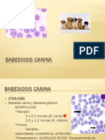 Babesiosis Canina