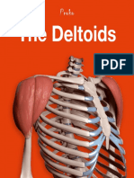 20c The Deltoid Muscles Ebook