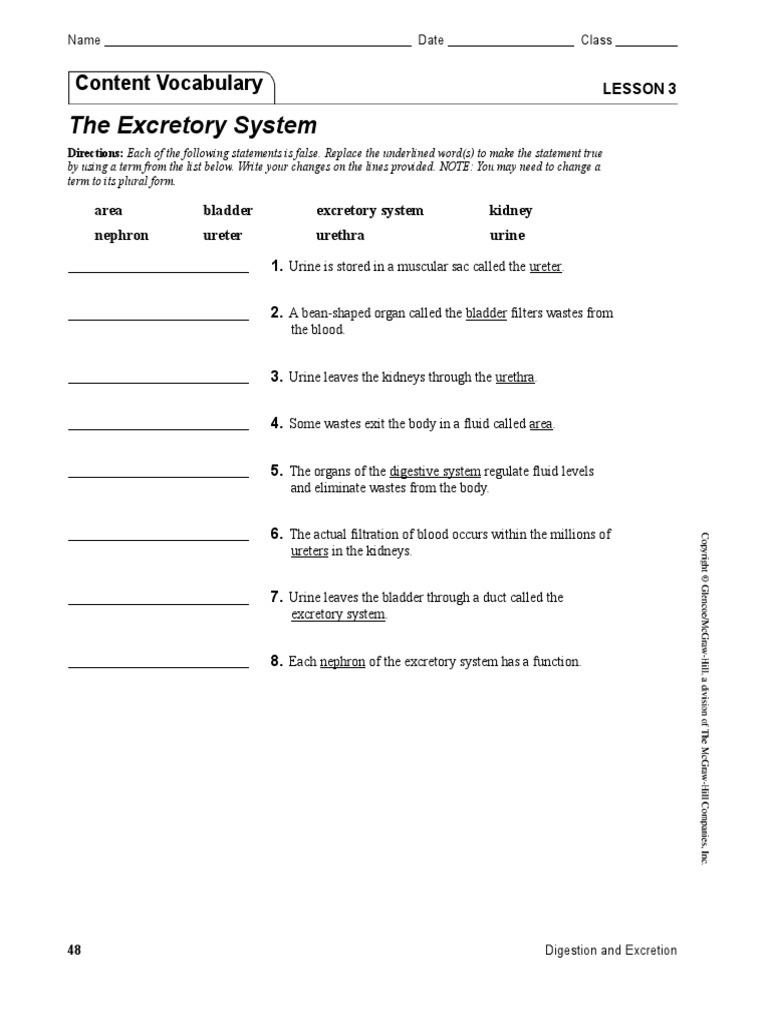 Excretory System Worksheet Answers | PDF | Urinary System | Kidney