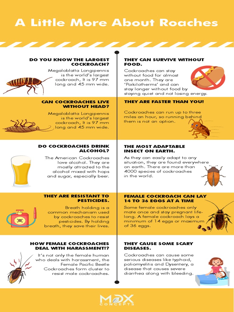 Cockroach | PDF
