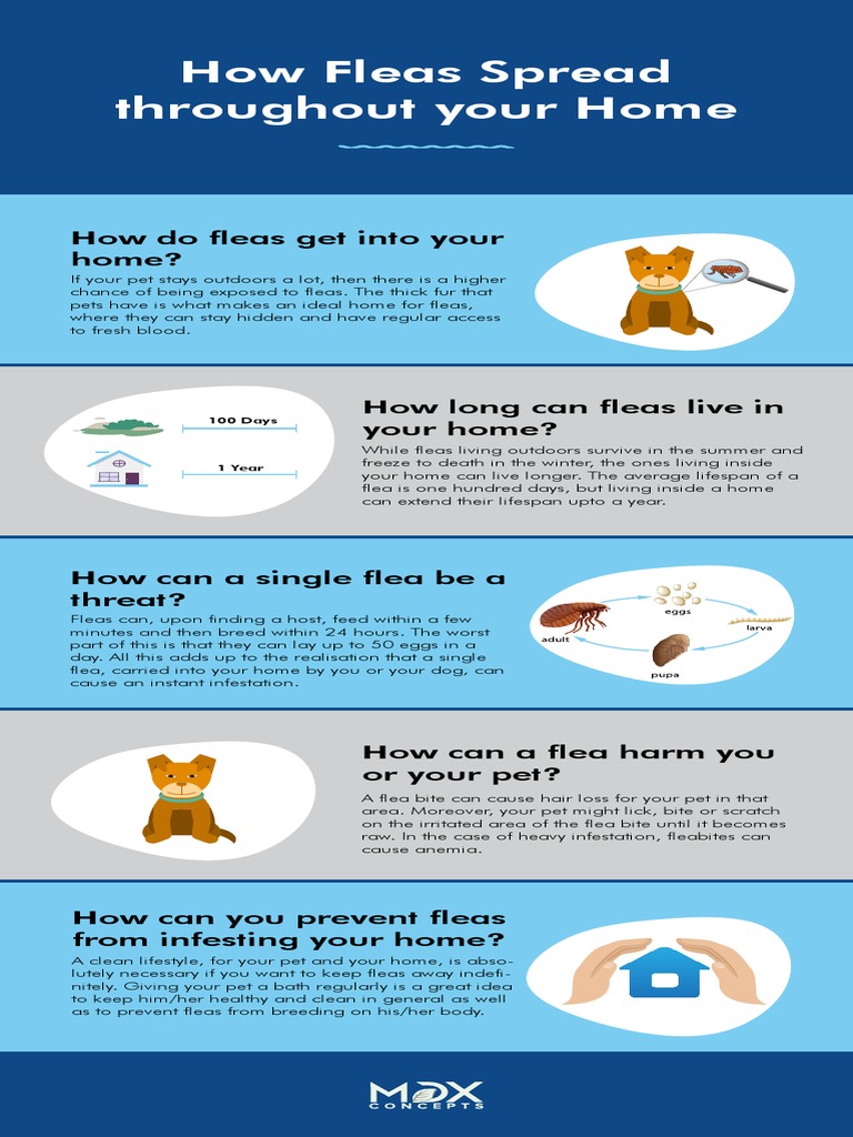 How Fleas Spread Throughout Your Home PDF Organisms Animals And Humans