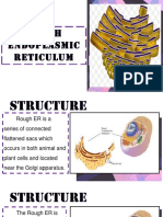 Rough Endoplasmic Reticulum