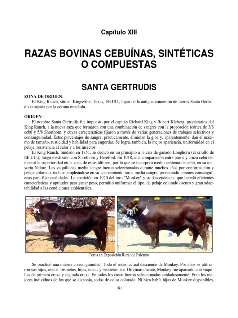 Razas Bovina Santa Gertrudis y Cebú | PDF | Vacas | Pelvis