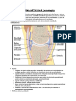 Sistema articular: estructura, tipos y componentes de las articulaciones