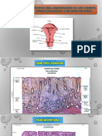 Histología Endometrio