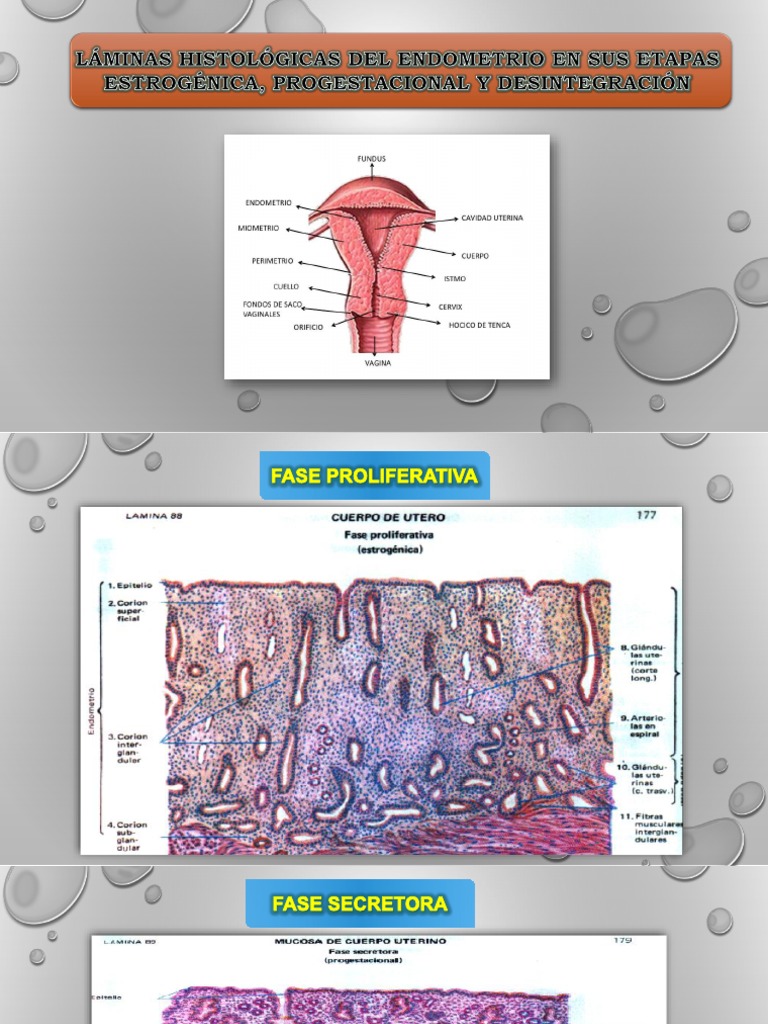 Histología Endometrio | PDF