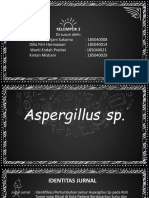 Jurnal Aspergillus Sp.