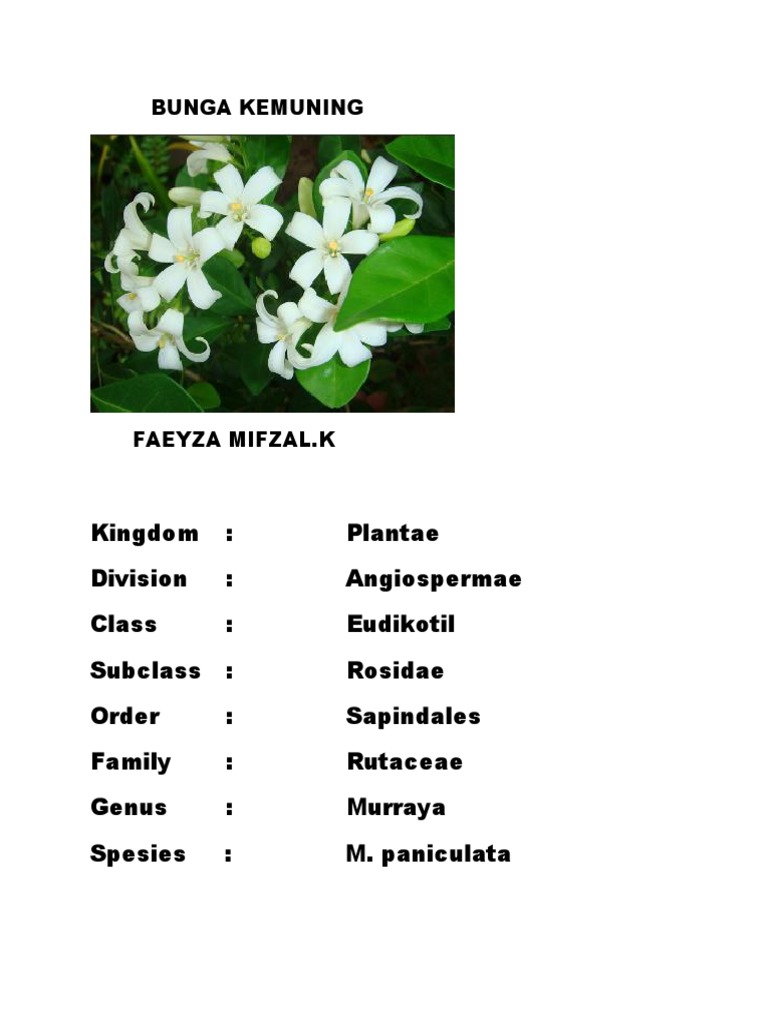 Faeyza Mifzal | PDF
