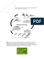 Mosquito Life Cycle