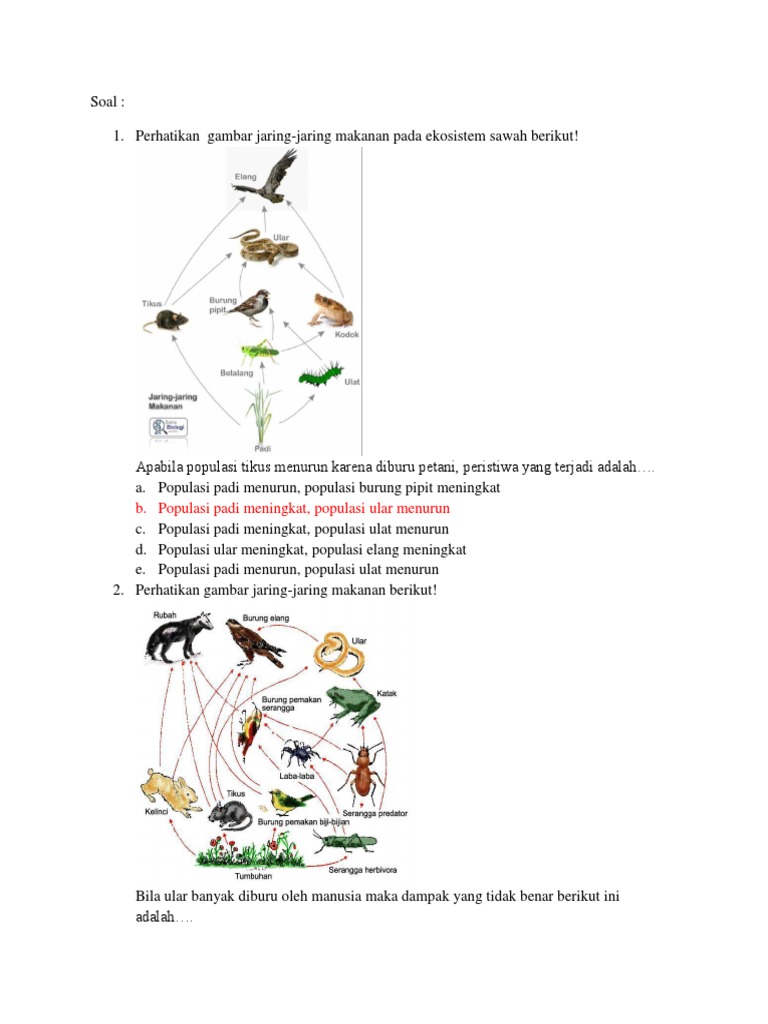 Soal Jaring-Jaring Makanan | PDF
