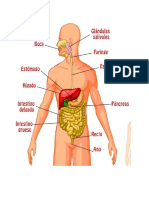 Aparato Digestivo y Sus Partes