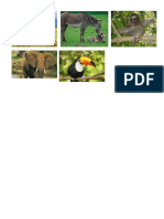 6 ANIMALESDE LA SELVA.docx