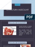 Estructura Muscular