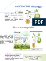 Diapositibas de Hormonas Vegetales