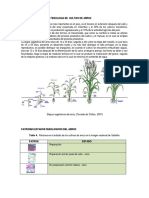 Generalidades Sobre Fenologia de Cultivo de Arroz