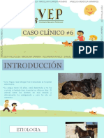 Caso Clinico Equino