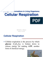 Cellular Respiration: Energy Transformations in Living Organisms