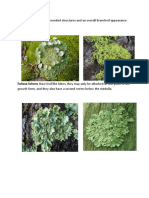 Kinds of Lichens