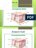 Sistem Integumen