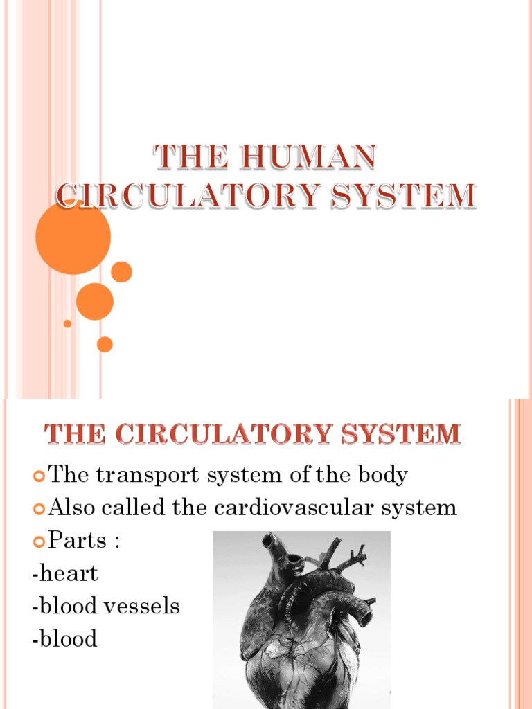The Human Circulatory System | PDF | Blood | Blood Vessel